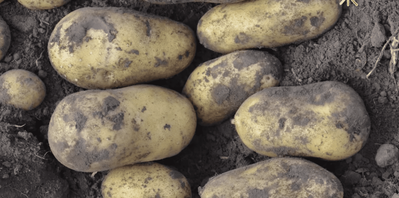 Городники назвали сорт картоплі, який витримує спеку вище +35 градусів Фото: YouTube СонцеСад