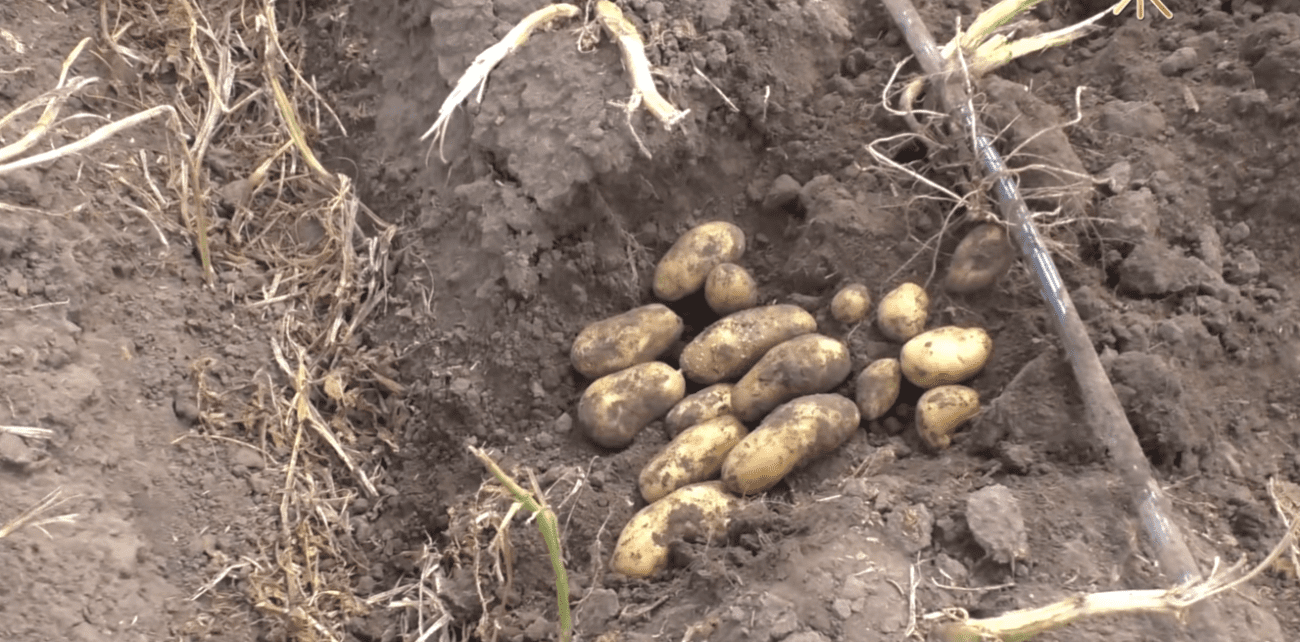 Городники назвали сорт картоплі, який витримує спеку вище +35 градусів Фото: YouTube СонцеСад