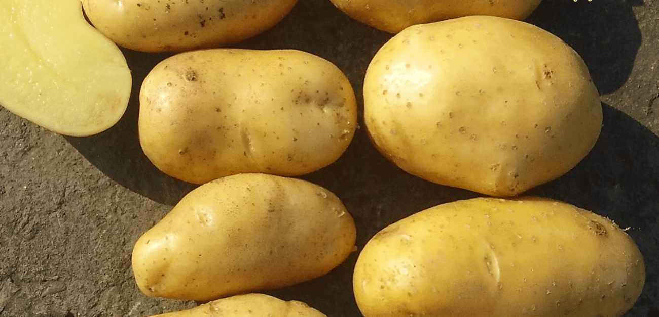 Городники назвали сорт картоплі, який витримує спеку вище +35 градусів Фото: YouTube СонцеСад