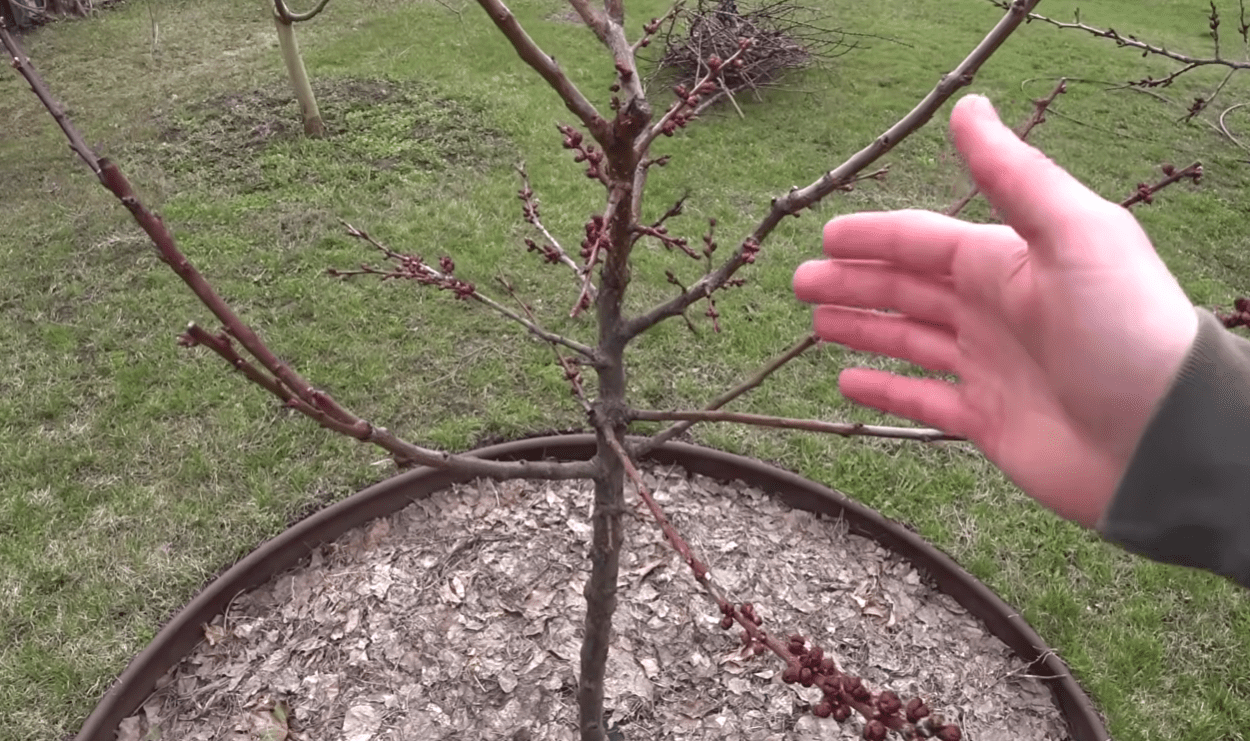 Садівники розповіли, чому 2-річним абрикосам та персикам краще зараз не цвісти Фото: YouTube Ігор Критикує