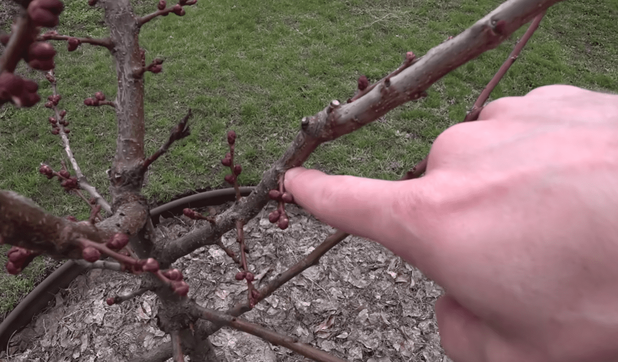 Садівники розповіли, чому 2-річним абрикосам та персикам краще зараз не цвісти Фото: YouTube Ігор Критикує