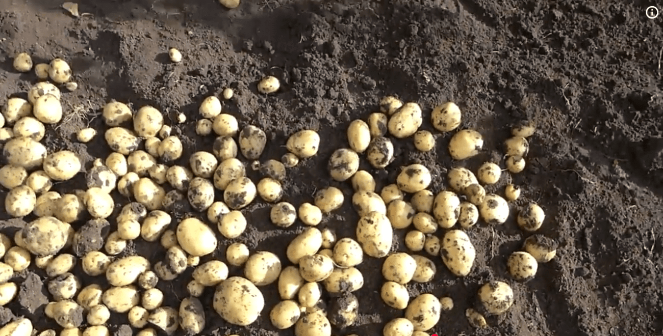 Городники назвали сорт картоплі, яка витримує екстремально спекотне літо Фото: YouTube В гостях у бабусі Зої