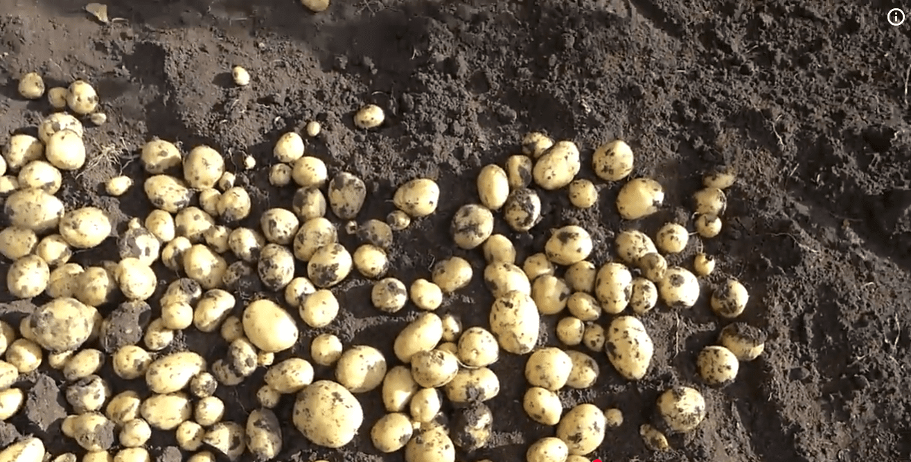 Городники назвали сорт картоплі, яка витримує екстремально спекотне літо Фото: YouTube В гостях у бабусі Зої