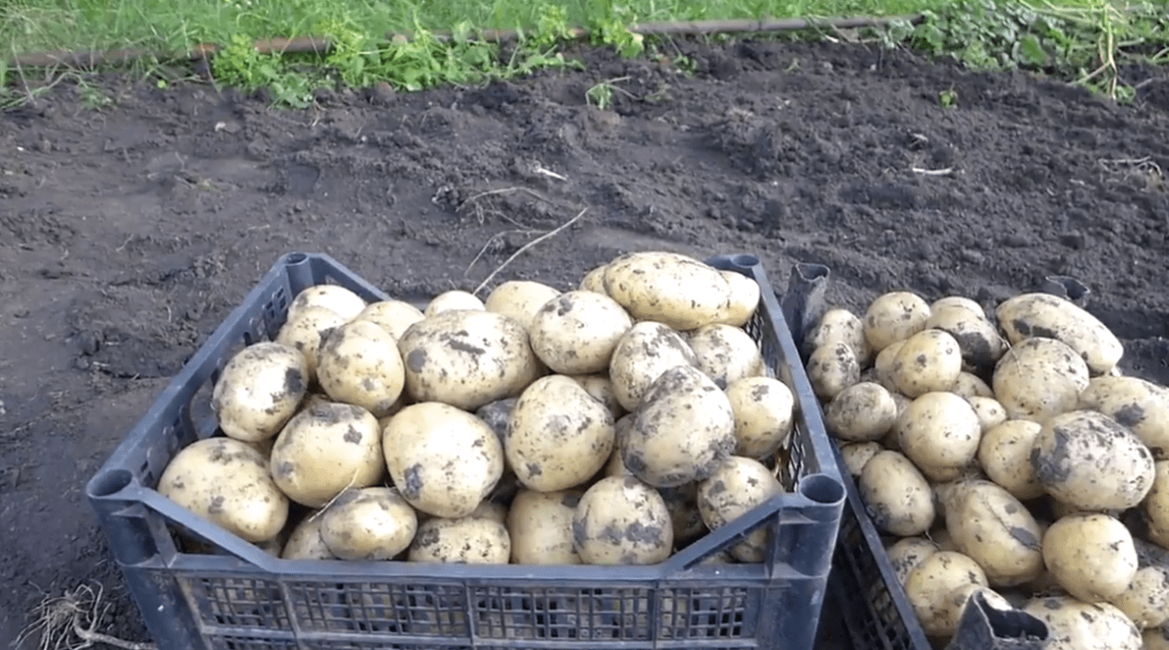 Городники назвали сорт картоплі, яка витримує екстремально спекотне літо Фото: YouTube В гостях у бабусі Зої