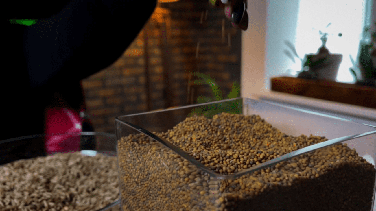 Садівники розповіли всю правду про гірчицю – коли не варто сіяти цей сидерат Фото: YouTube Корисні Корисності