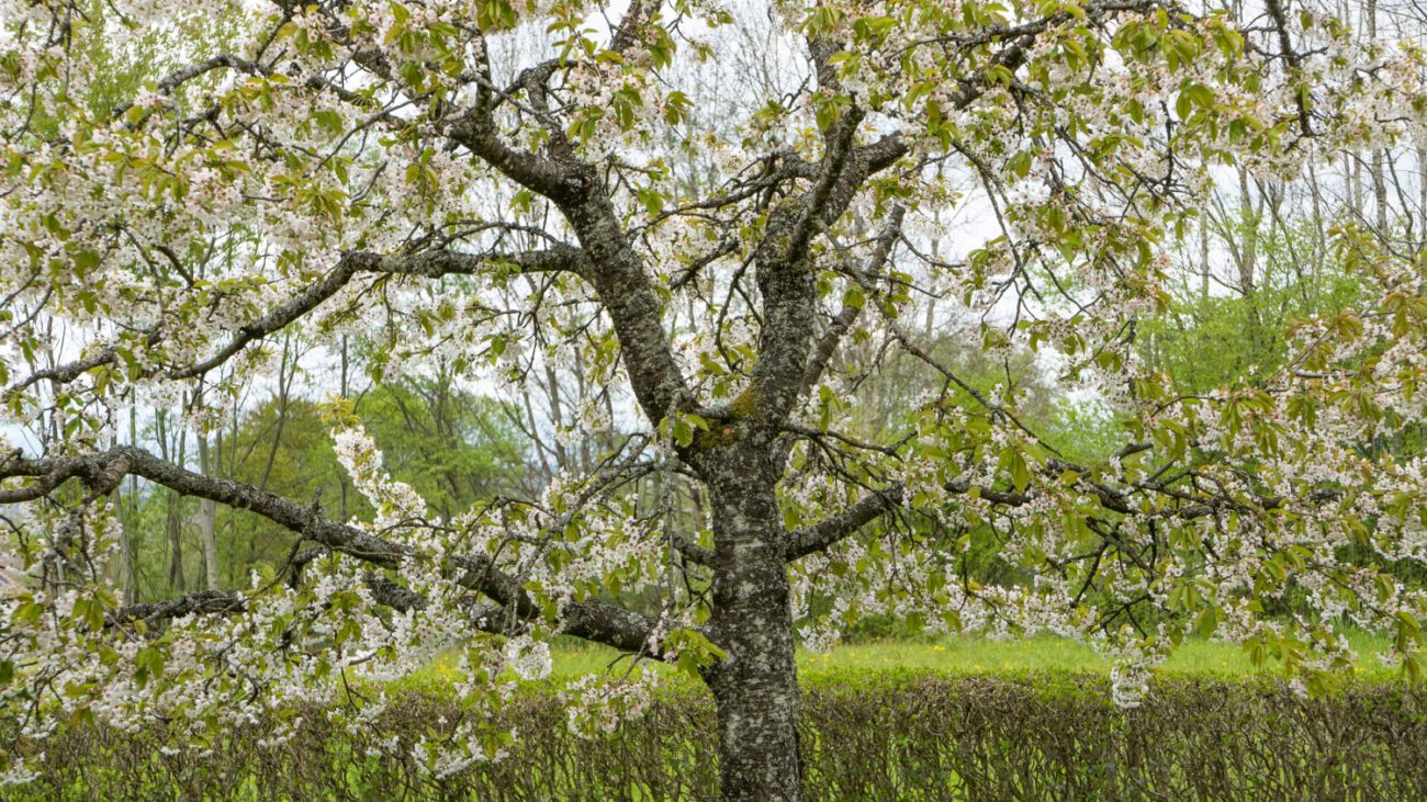 Найкращі добрива для вишень та черешень навесні. Фото: Freepek