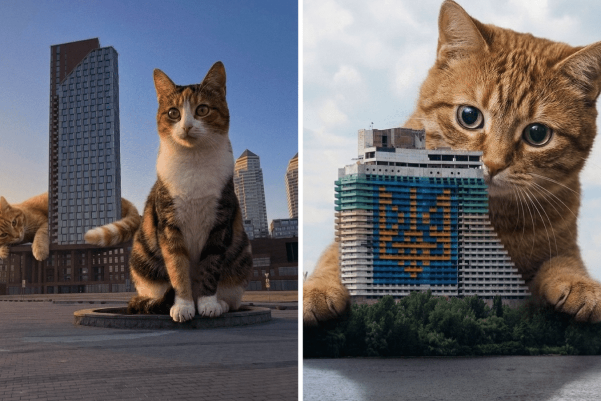 Велетенські коти у Дніпрі. Фото: Instagram kustdnipro