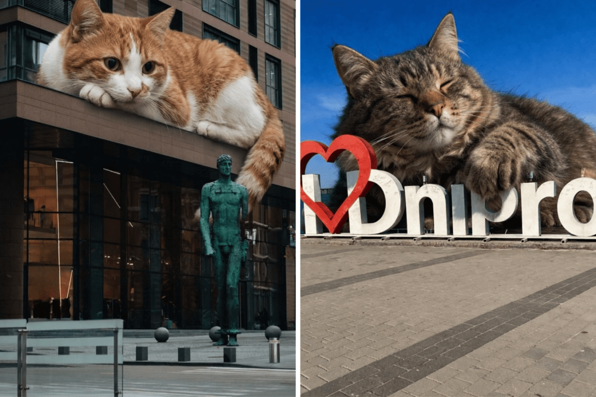 Велетенські коти у Дніпрі. Фото: Instagram kustdnipro