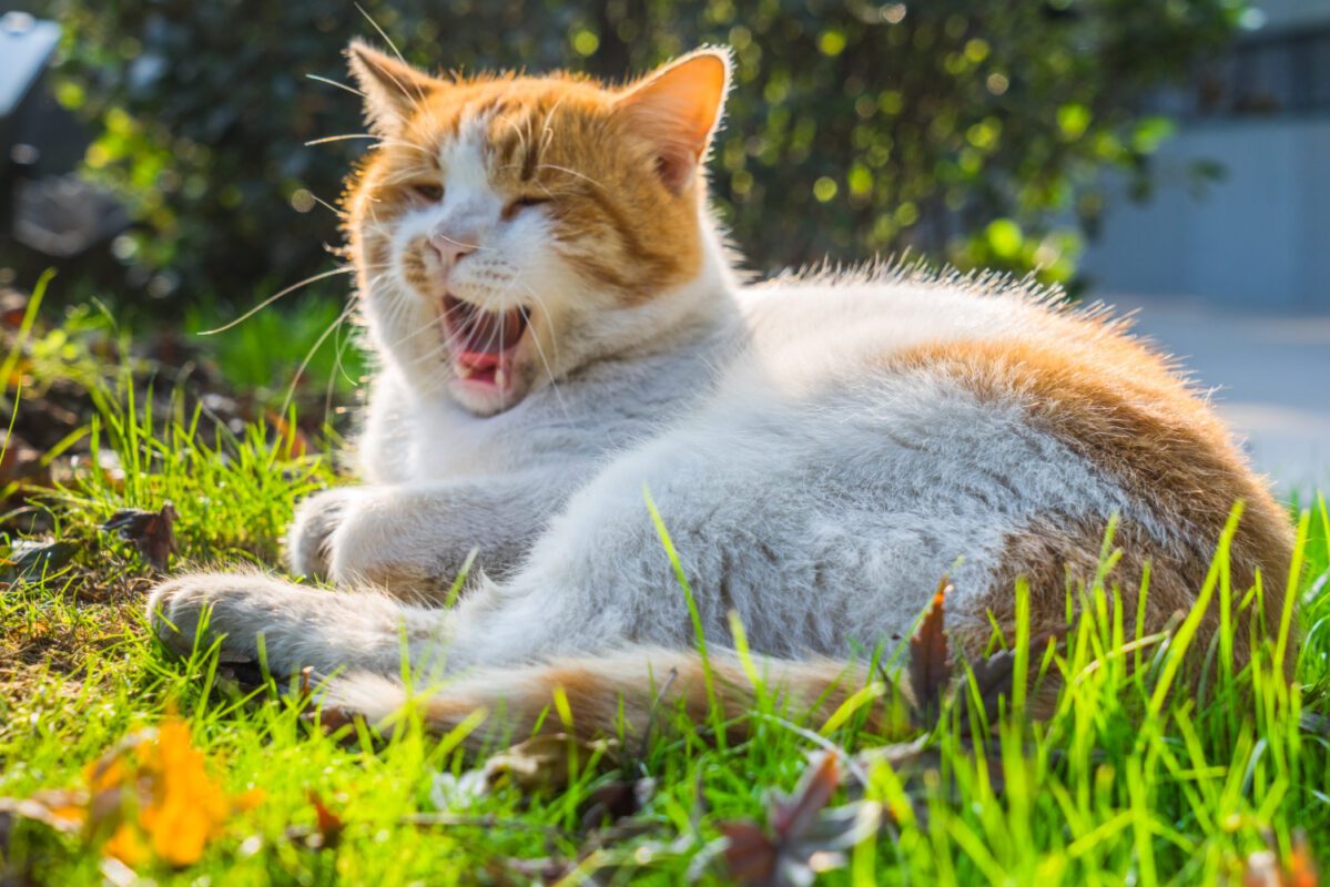 Навіщо коти їдять траву. Фото: Freepik