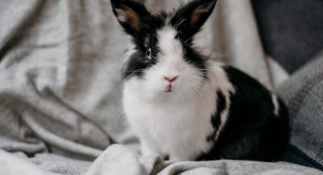Найстаріший кролик планети: скільки в 2026 році виповнилось років Гербі із Великої Британії 