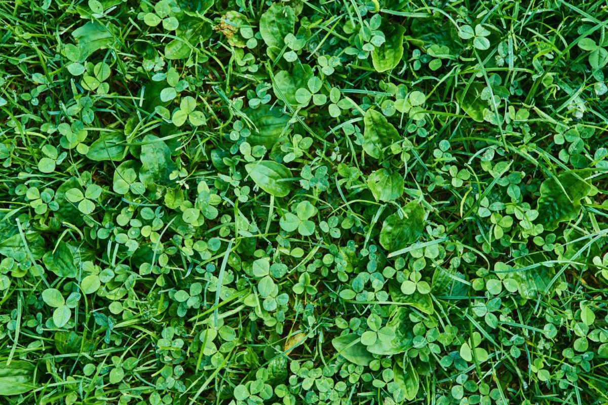 Види газонів для посушливого клімату. Фото: Freepik