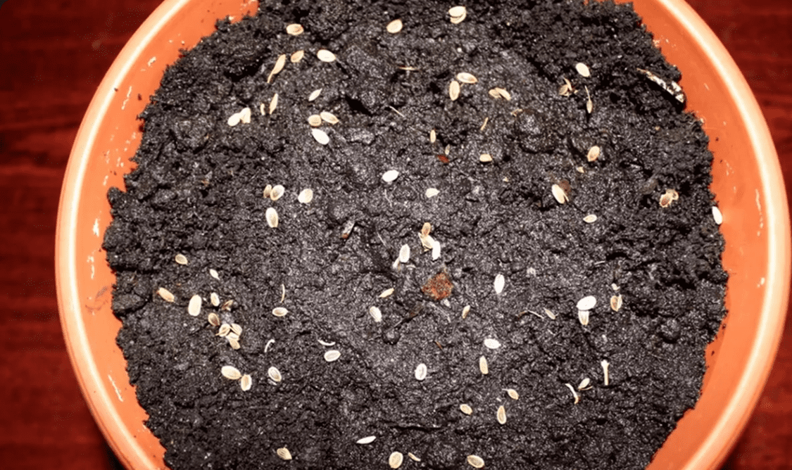 Експерти розповіли, як виростити кріп та петрушку на підвіконні. Фото: скриншот з відео