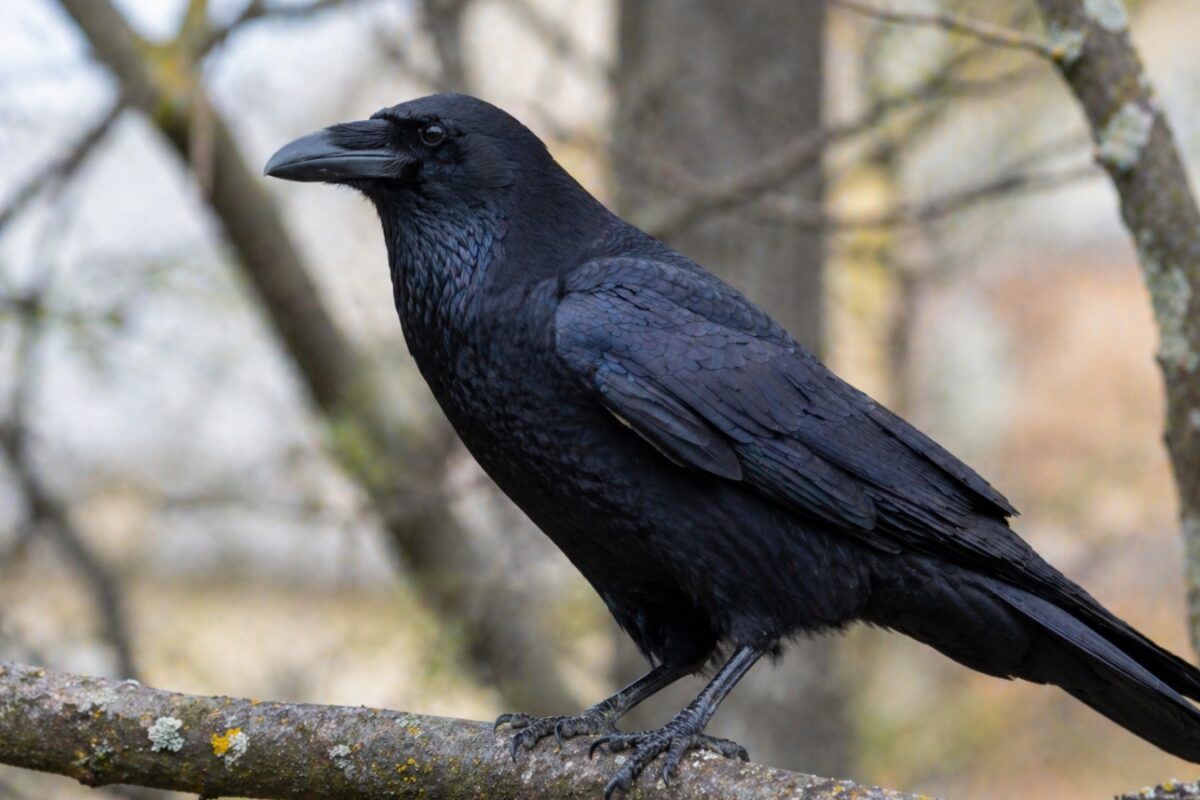 Спостереження за птахами. Фото: Сенсація