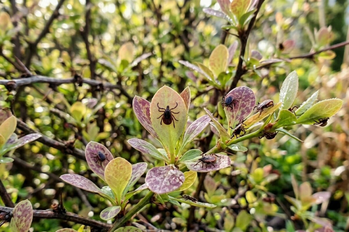 Кущі, на яких оселяються кліщі. Фото: Сенсація