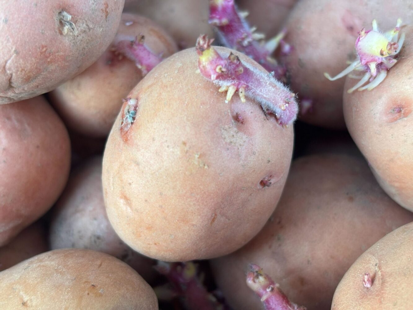 Городники пояснили, як виростити велику і здорову картоплю. Фото: Сенсація 