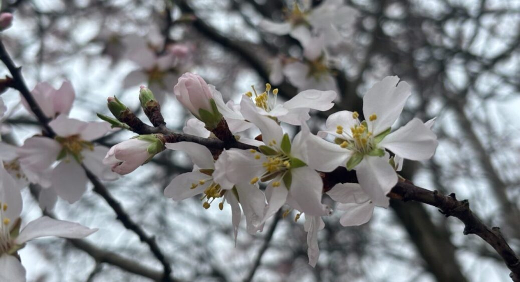 Цвіт мигдалю спостерігаю щовесни у своєму саду: не потребує мороки і сильного догляду 