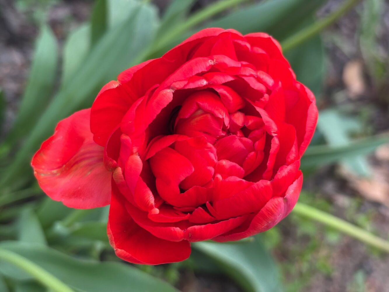 Садівники назвали спосіб для вирощування червоних тюльпанів. Фото: Сенсація 