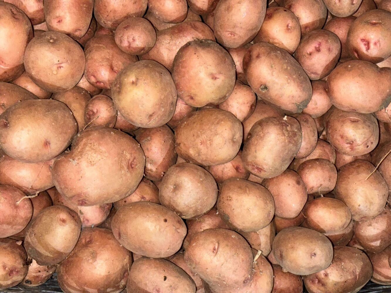 Яку картоплю обрати для південних областей України. Фото: сенсація