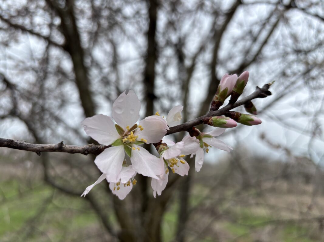Чим підживити дерева навесні. Фото: Сенсація