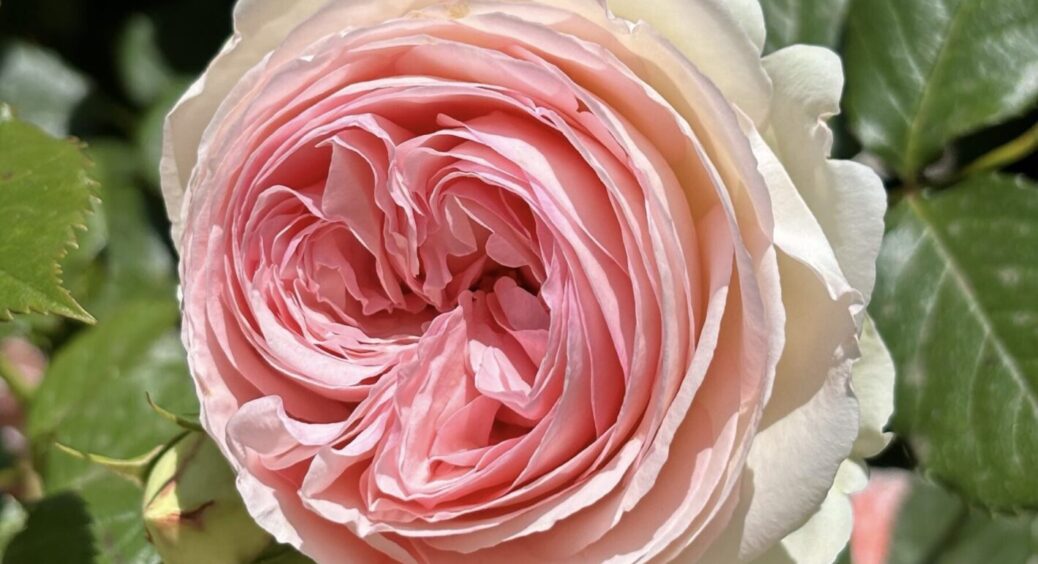 Це Моніка Белуччі серед троянд! 100 балів із 10: ось за якою красунею полюють всі-всі 