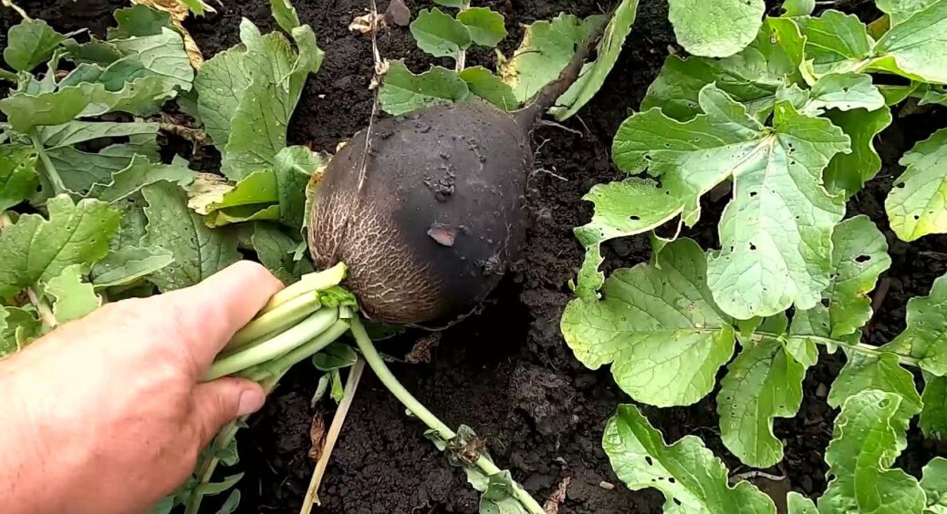 Соковита, дуже солодка, велика: 3 сорти редьки, з якої виходять неймовірні “живі” закуски 