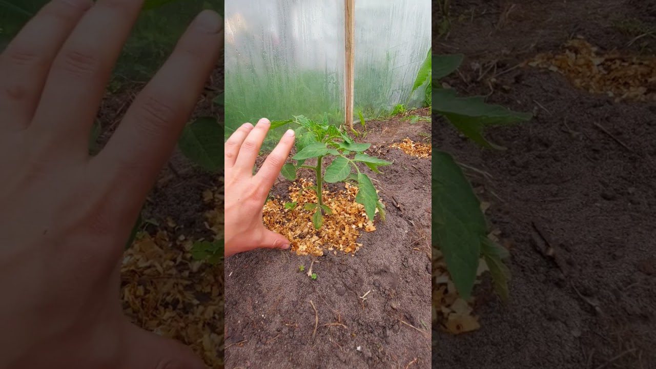 Чим підгодувати розсаду томатів. Фото: Youtube канал Дідова Хата