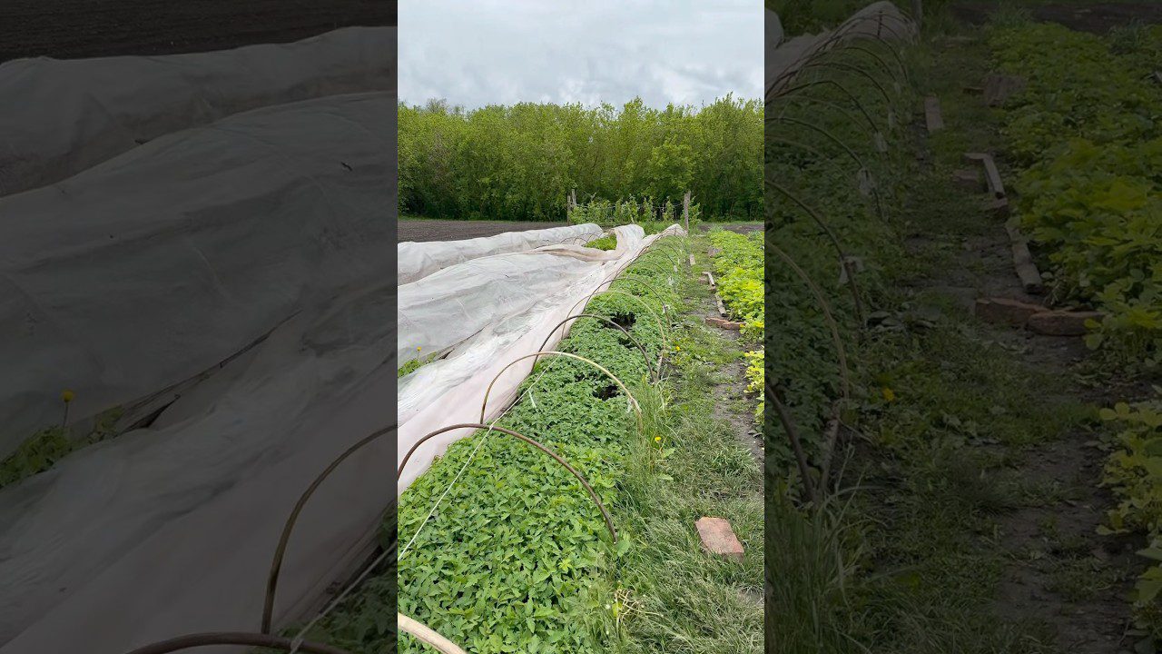 Чим підживити розсаду помідорів навесні. Фото: Youtube канал youtubekononenko