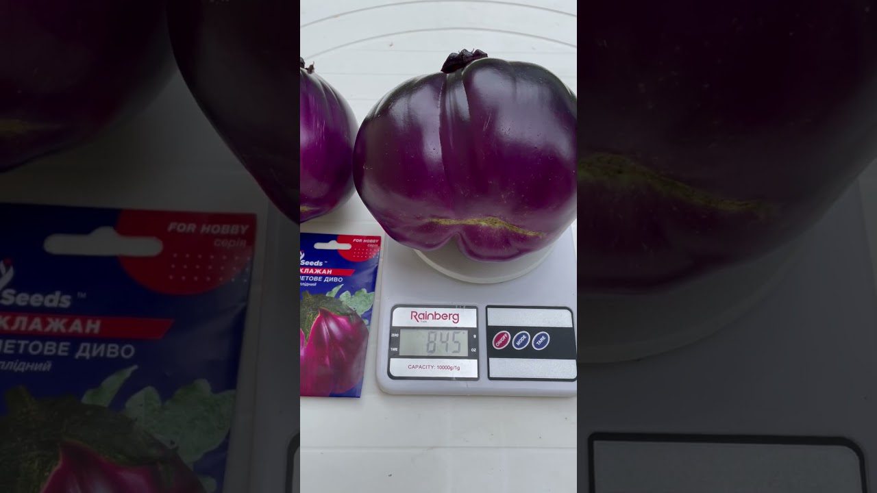 Сорт баклажанів Фіолетове диво. Фото: Youtube канал rosadis5095