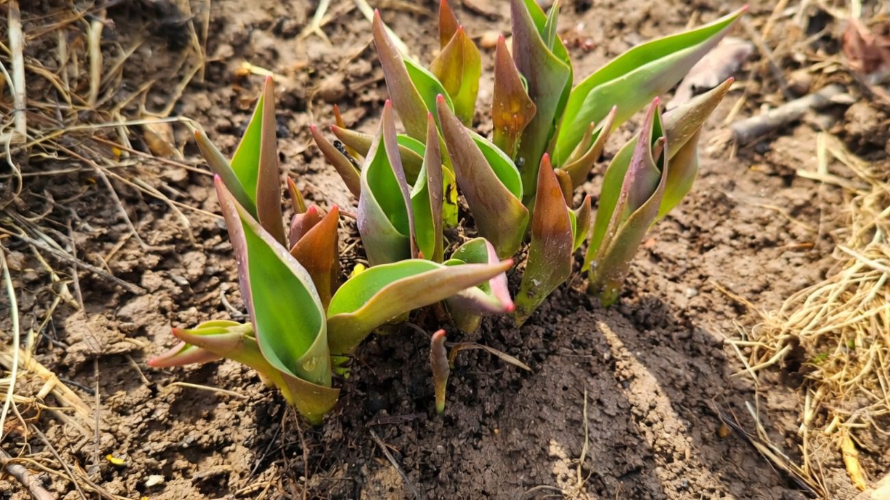 Садівники розповіли про найкращі підгодівлі для яскравого цвітіння тюльпанів Фото: Сенсація