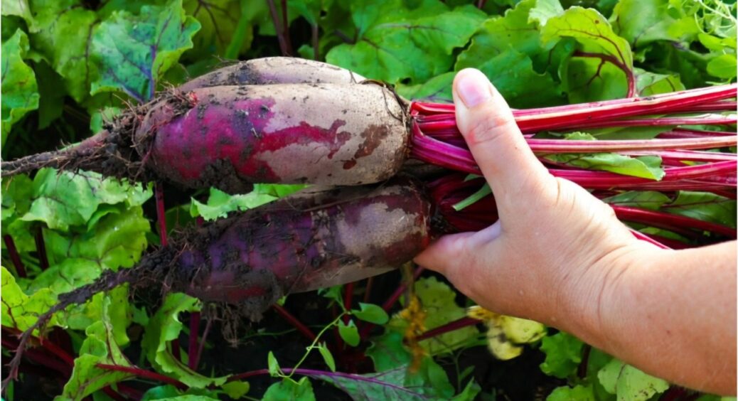 Сиплю 1 склянку на грядку – буряк виростає круглий як на підбір: коренеплоди солодкі і рівні 