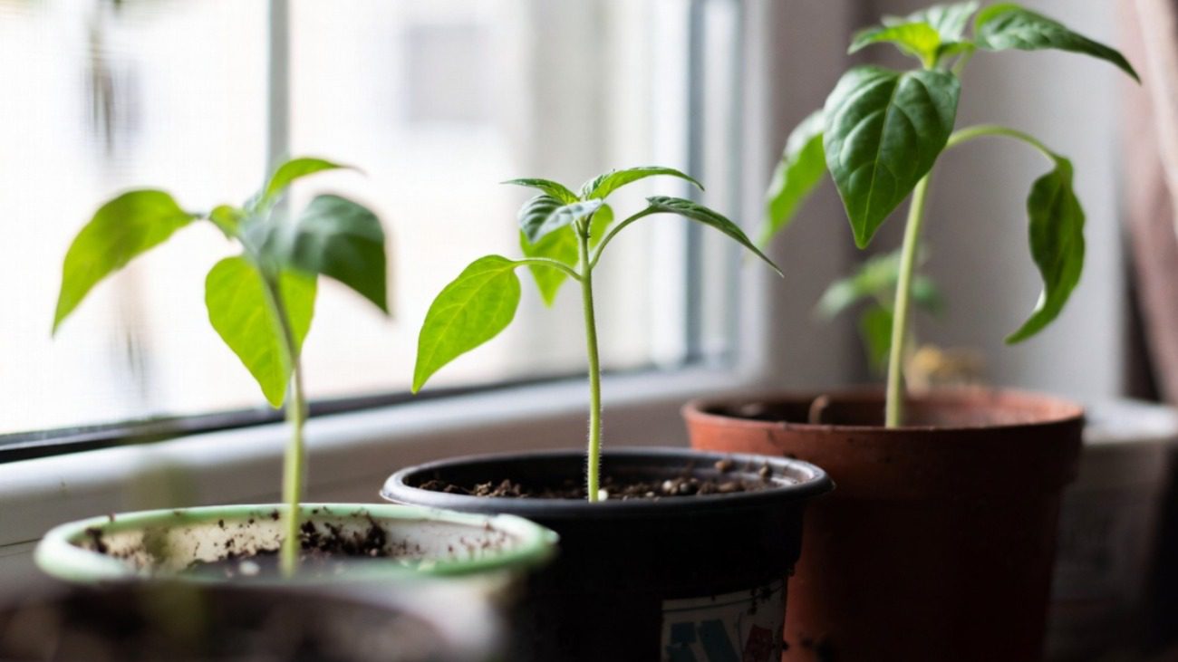 Городники розкрили секрети вирощування міцної розсади помідорів та перцю Фото: Сенсація