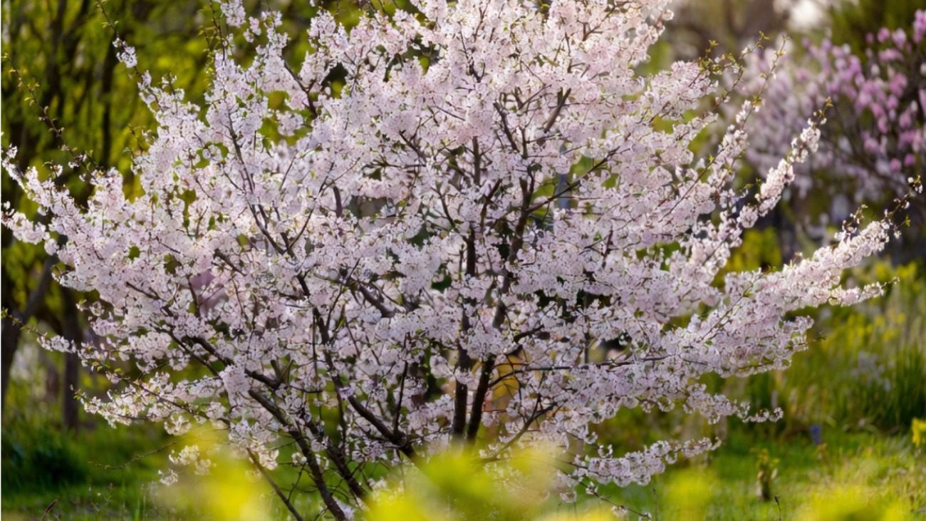 Городники назвали найкращі сорти карликової черешні для міні-саду Фото: Сенсація