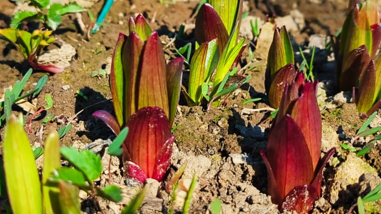Садівники розповіли, чим полити лілії у квітні-травні для буйного цвітіння Фото: Сенсація