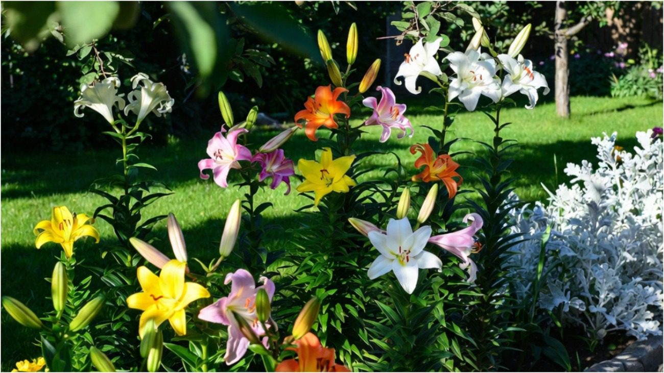 Садівники розповіли, чим полити лілії у квітні-травні для буйного цвітіння Фото: Сенсація