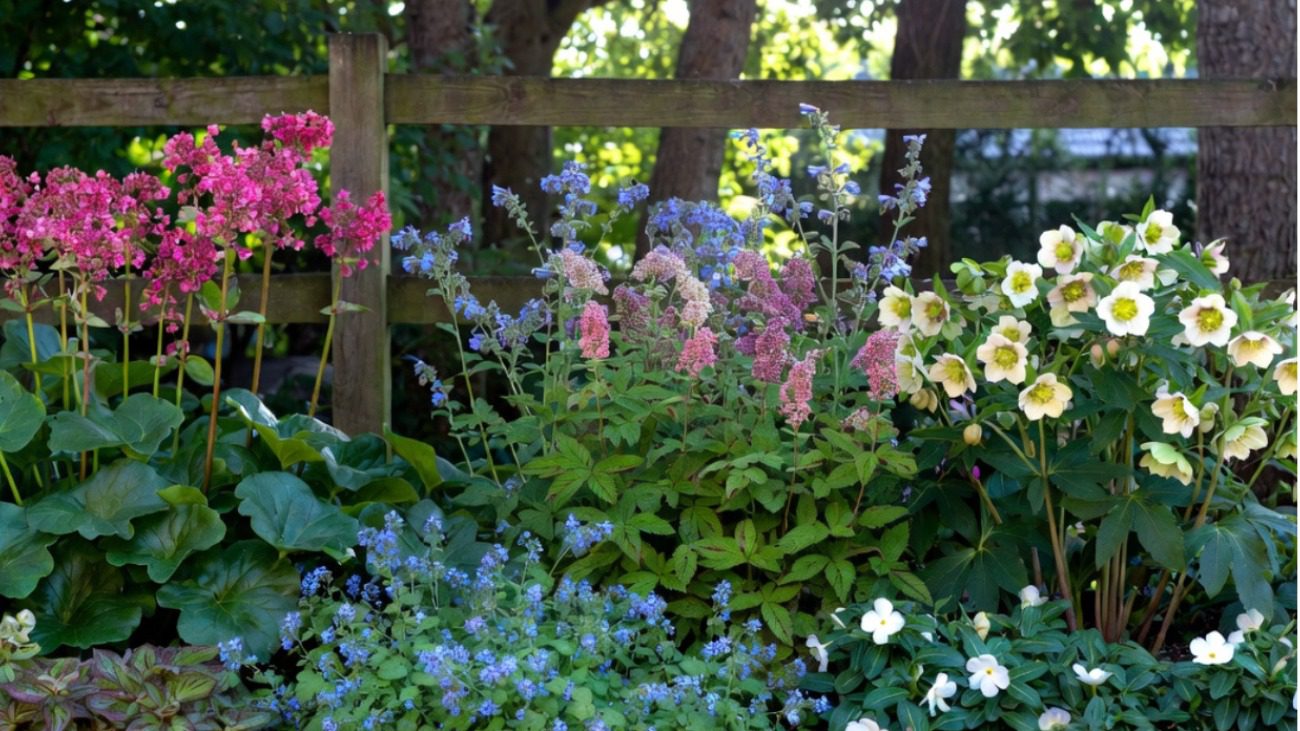 Ландшафтний дизайнер розповів, які весняні багаторічники чудово ростуть у тіні Фото: Сенсація