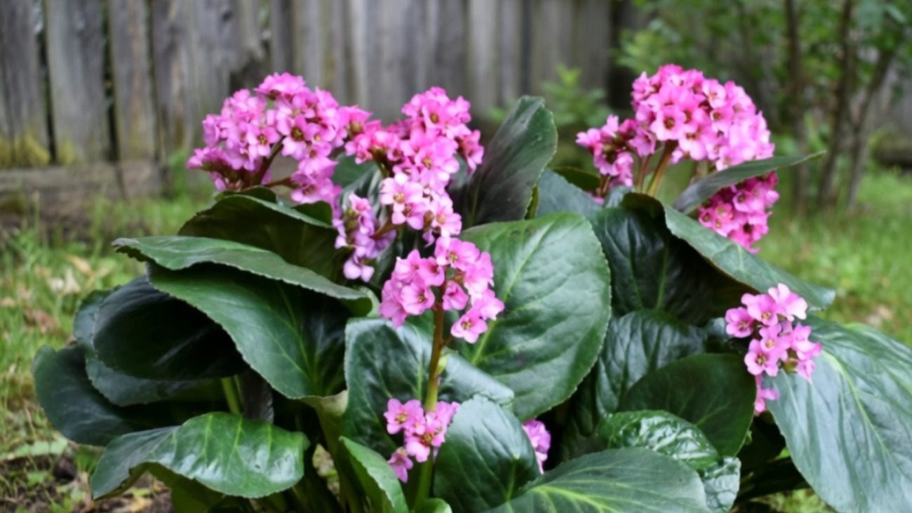 Ландшафтний дизайнер розповів, які весняні багаторічники чудово ростуть у тіні Фото: Сенсація