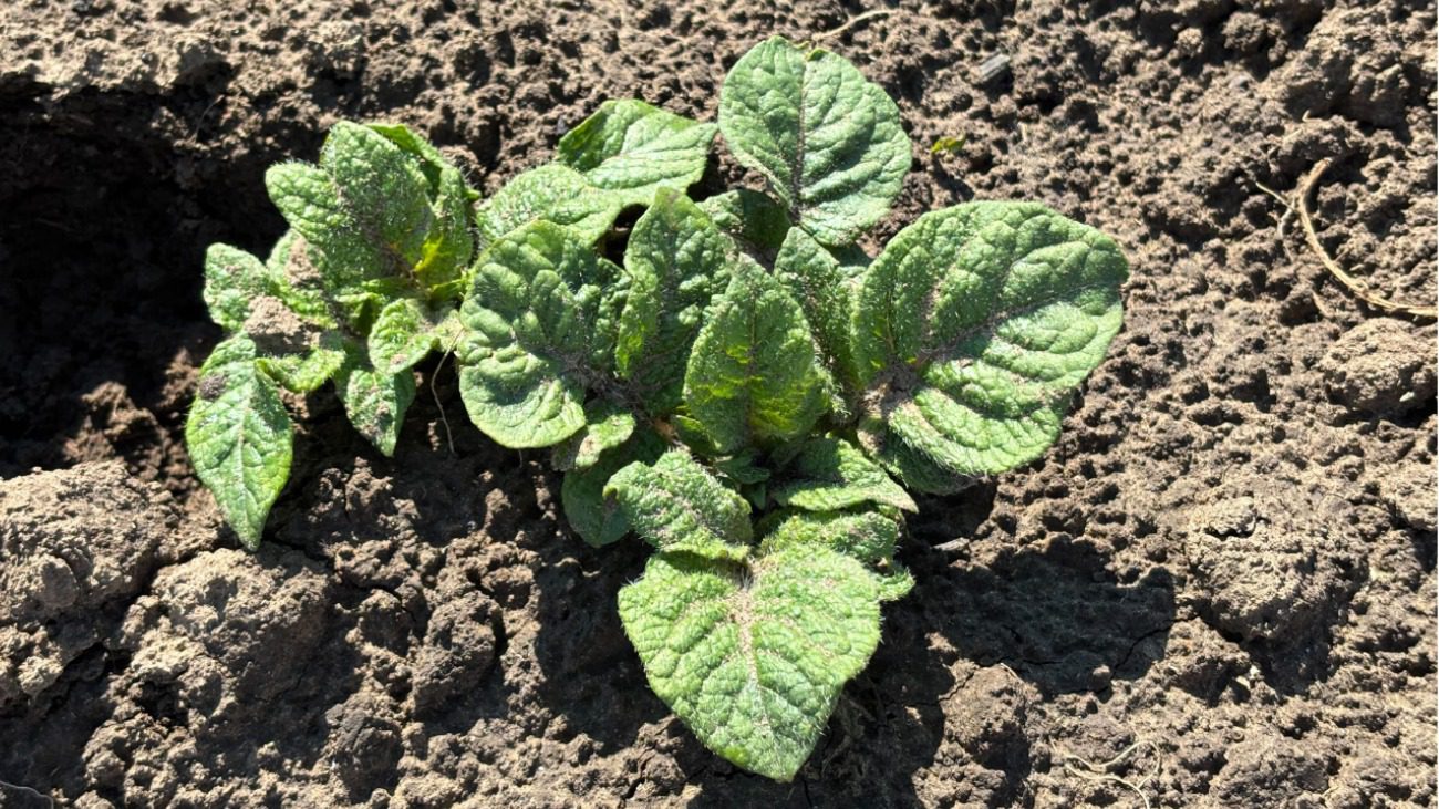 Городники розкрили 5 головних секретів великого врожаю будь-яких сортів картоплі Фото: Сенсація