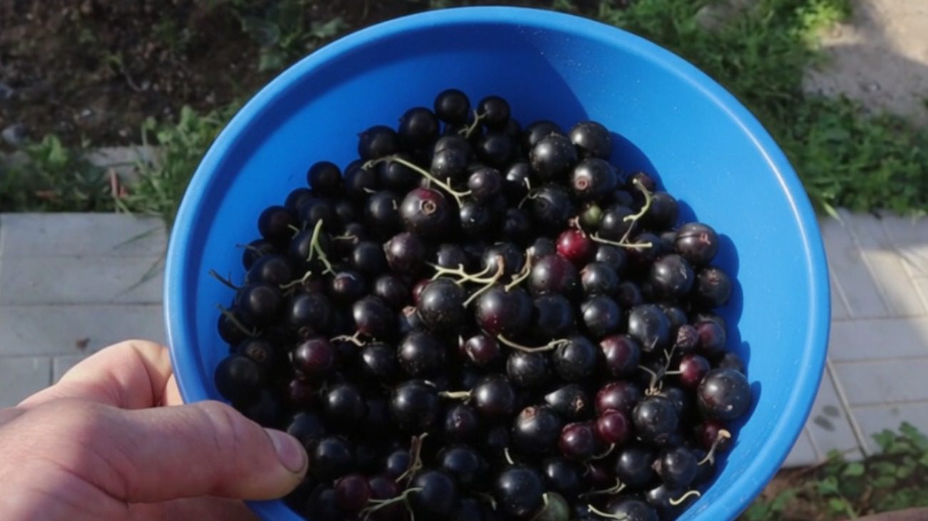 Садівники розкрили золоті секрети великого врожаю чорної смородини Фото: Сенсація