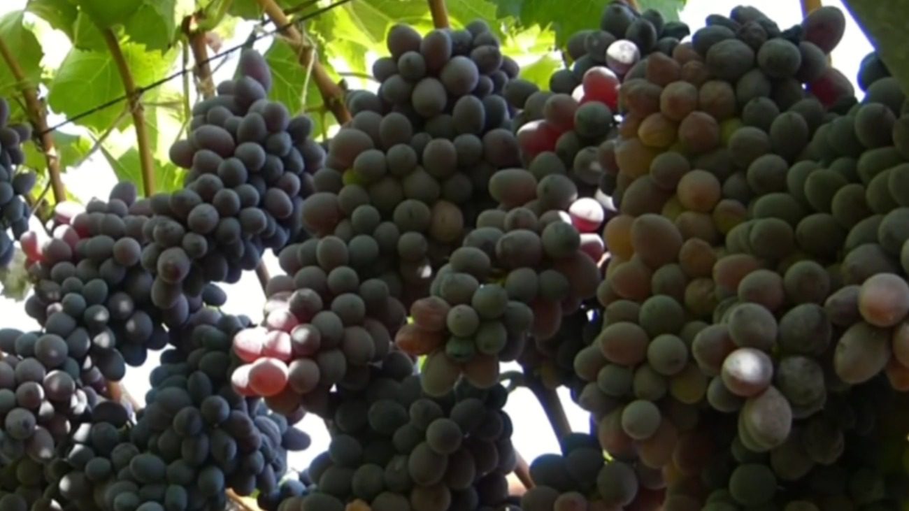 Садівники назвали найстійкіші цукристі сорти винограду в Україні Фото: Сенсація