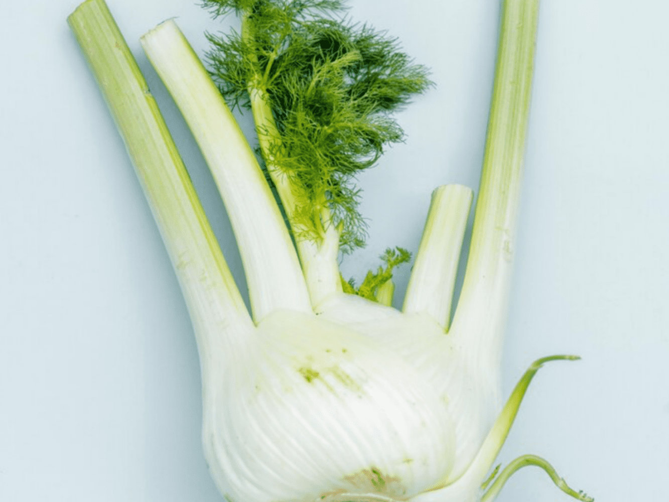 Нутриціологи розповіли, чому фенхель потрібно включити до щоденного раціону. Фото: Freepik