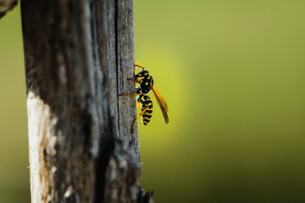Експерти розсекретили три дієві способи, як відлякати ос з ділянки. Фото: Magnific