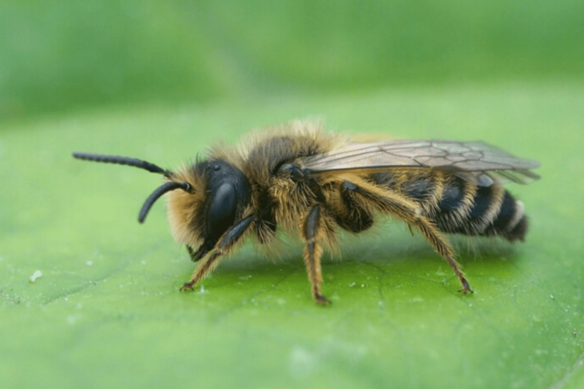 Експерти розсекретили три дієві способи, як відлякати ос з ділянки. Фото: Magnific