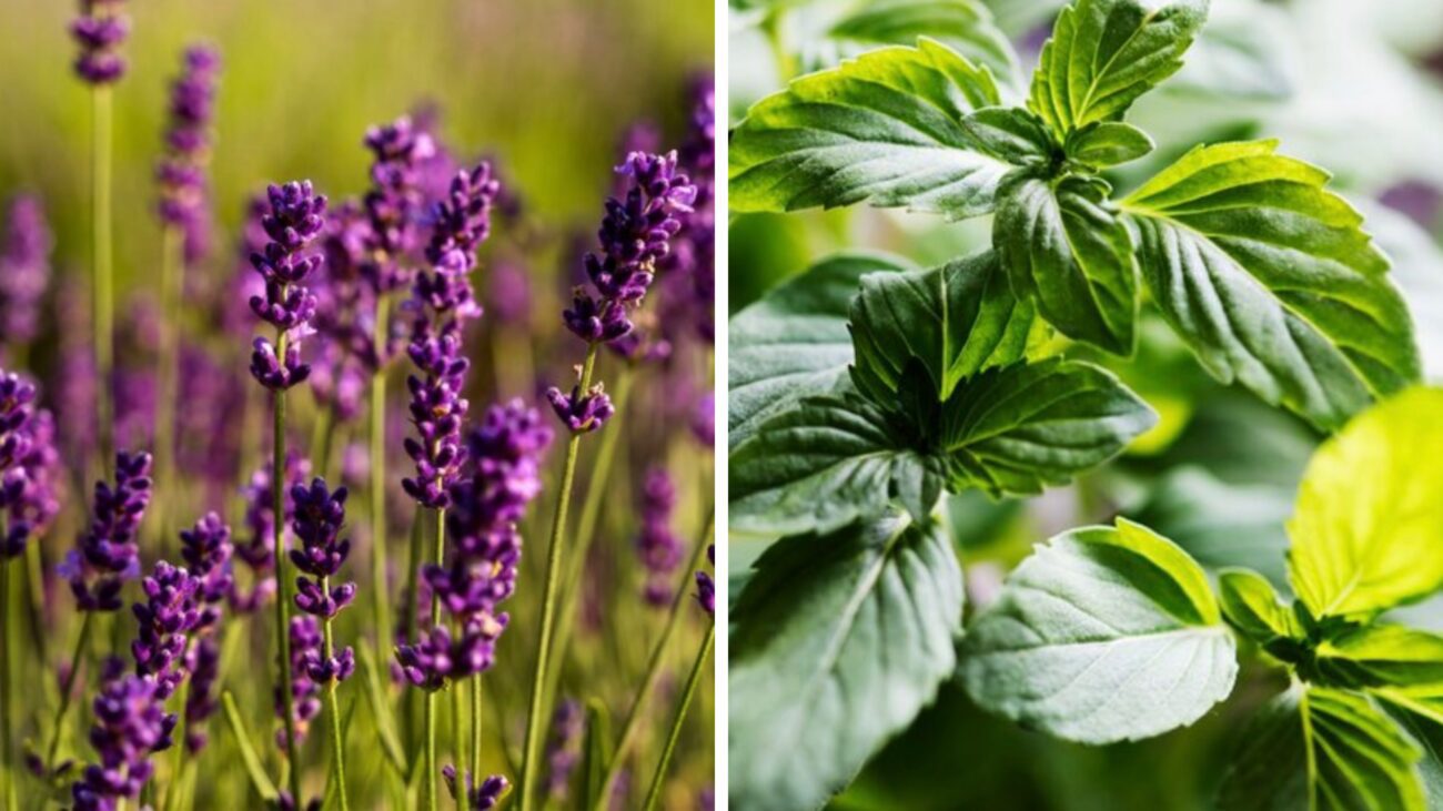 Садівники назвали рослини, які відлякують комарів. Фото: Сенсація