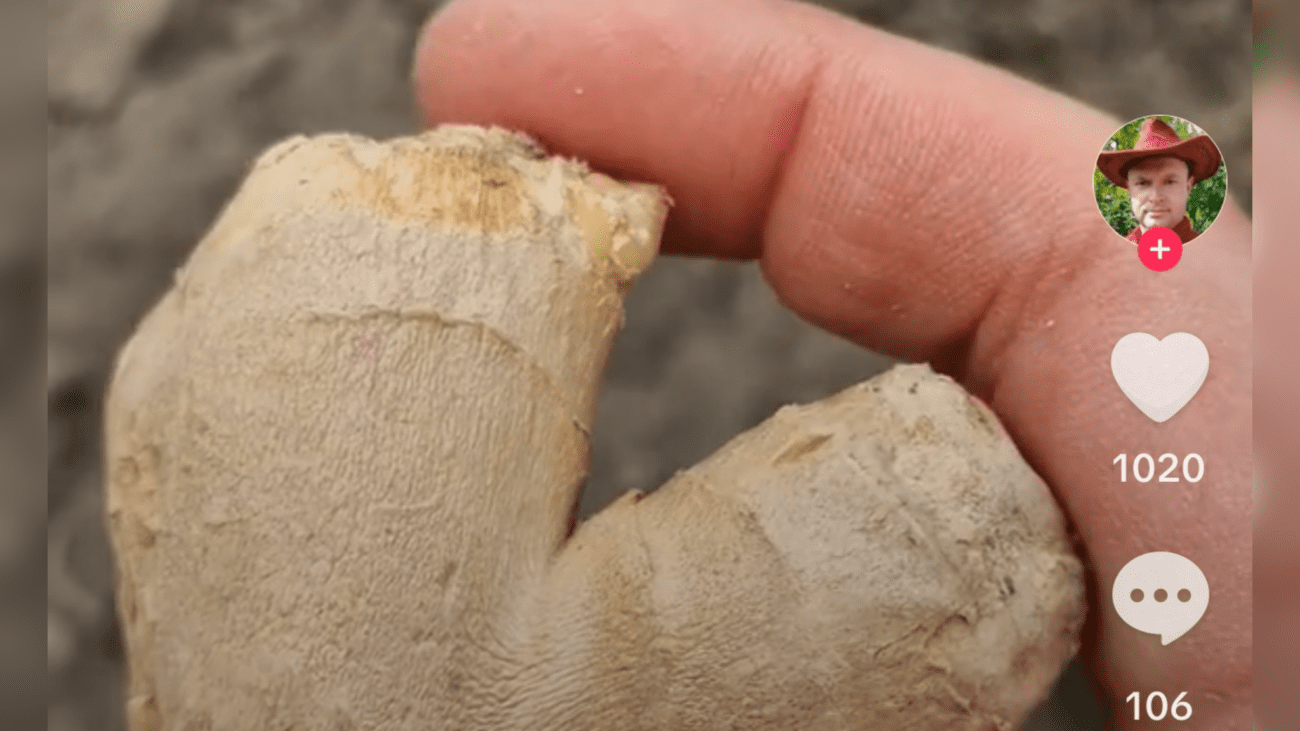 Городники пояснили, як виростити імбир на дачі. Фото: TikTok Evg