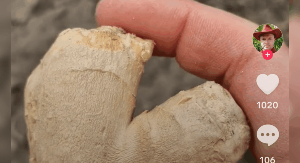 Мій досвід вирощування імбиру на дачі під Києвом: корисне коріння на вагу золота 