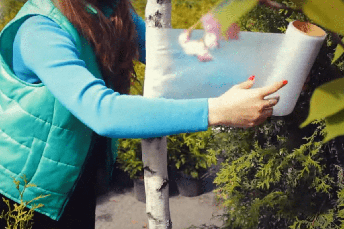 Садівники розсекретили, як ефективно захистити кору яблунь без побілки дерева