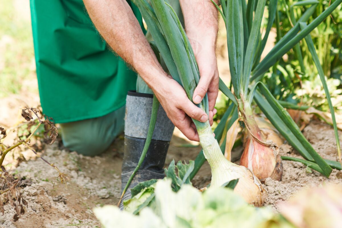 Городники розсекретили три правила у догляді за цибулею для розкішного врожаю. Фото: Freepik