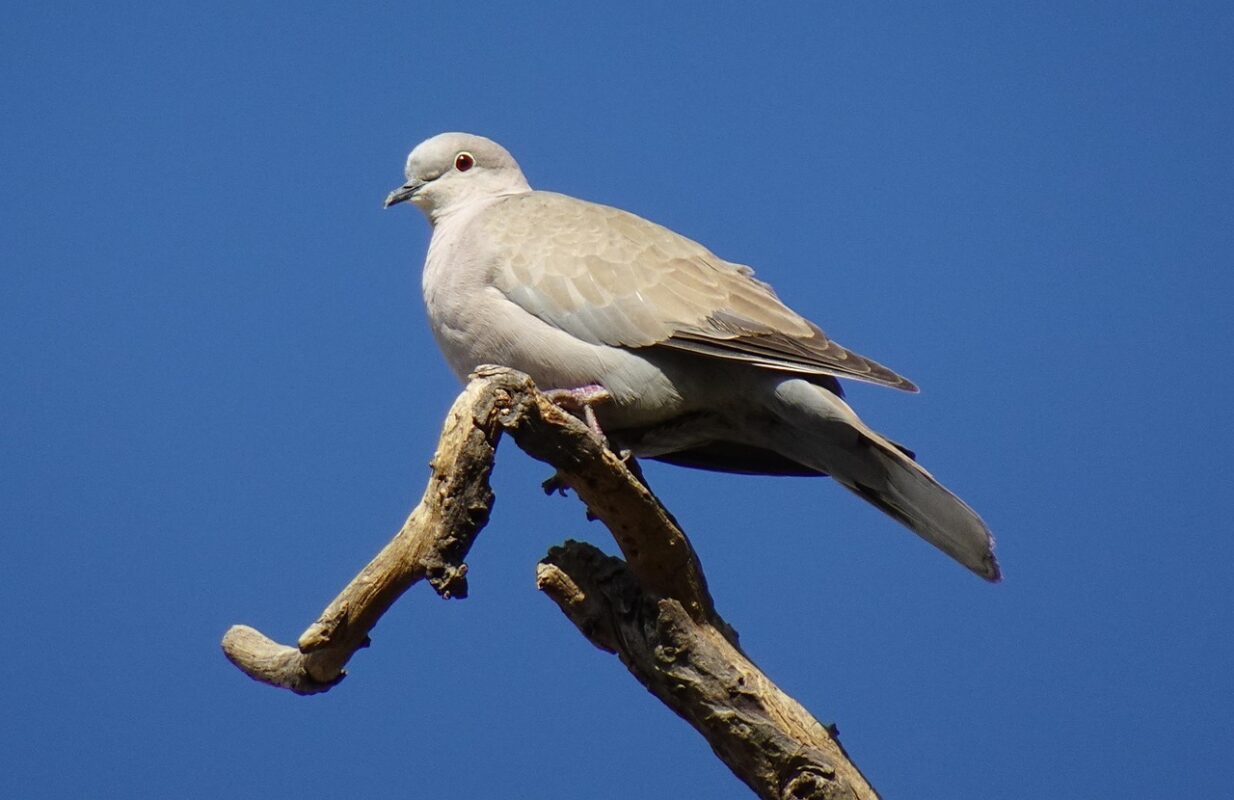 Орнітологи розповіли, який колір відлякує голубів. Фото: Pixabay