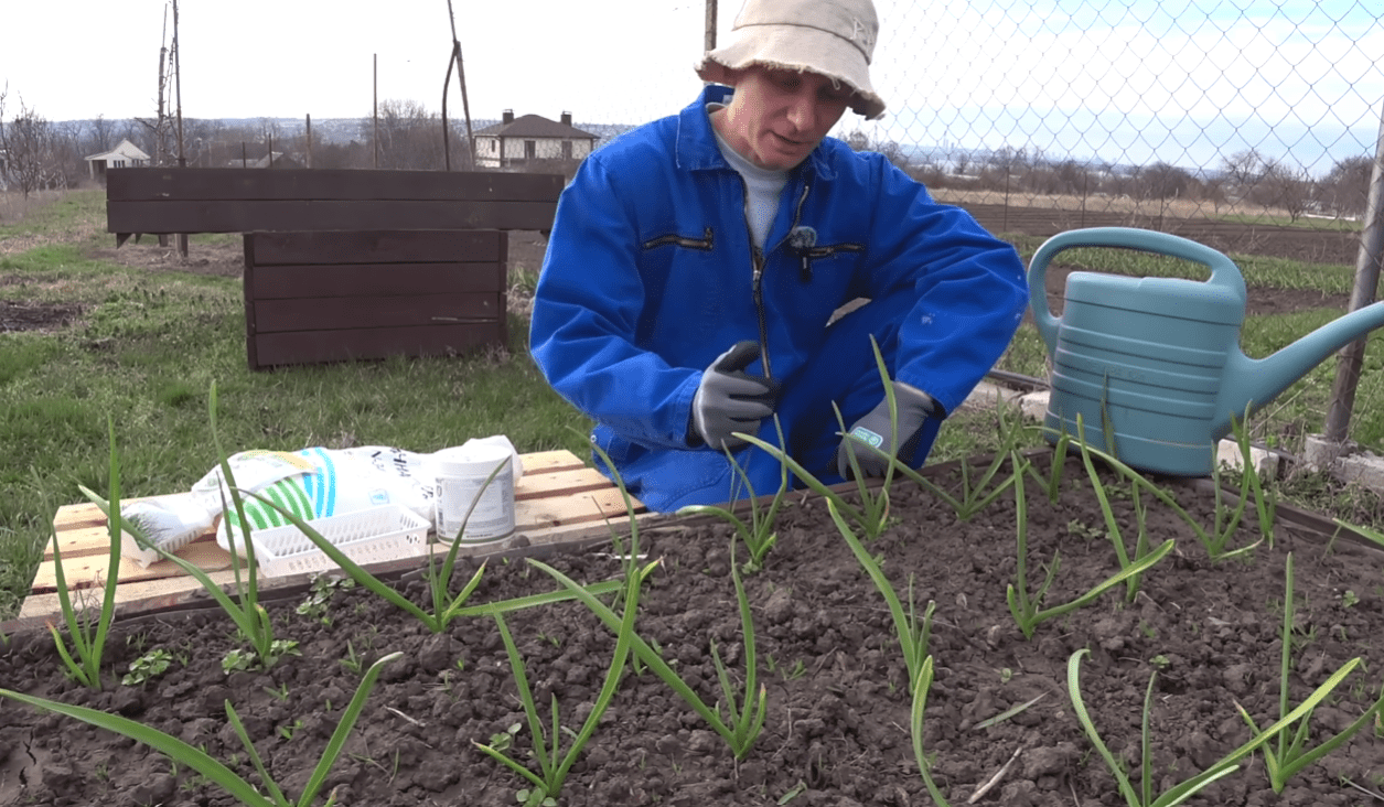 Весняне підживлення часнику, яке зробить листя зеленим навіть у холодну погоду Фото: YouTube Ігор Критикує
