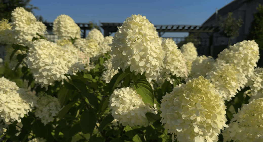 З року в рік навесні роблю лише так, щоб у моєї гортензії були гіганські “шапки” гарних квітів 